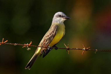 Kosta Rika Kuşu. Tropik Kingbird, Tyrannus melankolikus, egzotik sarı gri kuş Cano Negro Reserve. Doğada dikenli tellerin üzerinde oturan gri sarı kuş..