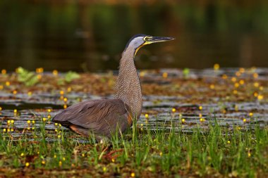 Kosta Rika vahşi yaşamı. Çıplak boğazlı Tiger-Heron, Tigrisoma mexicanum, doğal yeşil bitki örtüsünde. Tropikal ormandan gelen su kuşu. 