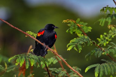 Kırmızı kanatlı Blackbird, Agelaius Phoeniceus, Kosta Rika 'dan gelen egzotik siyah ötücü kuş, yeşil orman doğa habitatında. Kırmızı ve sarı kanatlı kuş, Kosta Rika 'da Cano Negro.