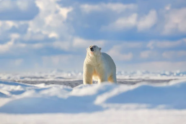 野生动物 两只北极熊在漂浮的冰上 雪以被杀死的海豹 骷髅和血液为食 野生动物斯瓦尔巴 有尸体的贝拉野生动物的天性蓝天蓝云的卡卡斯 — 图库照片