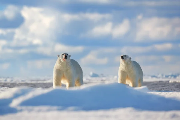 野生动物 两只北极熊在漂浮的冰上 雪以被杀死的海豹 骷髅和血液为食 野生动物斯瓦尔巴 具有尸体 野生生物性质的贝拉 — 图库照片