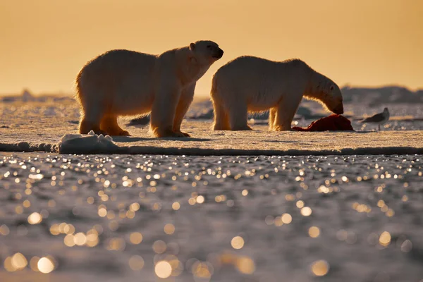 Vida Silvestre Dos Osos Polares Hielo Deriva Con Nieve Alimentándose — Foto de Stock