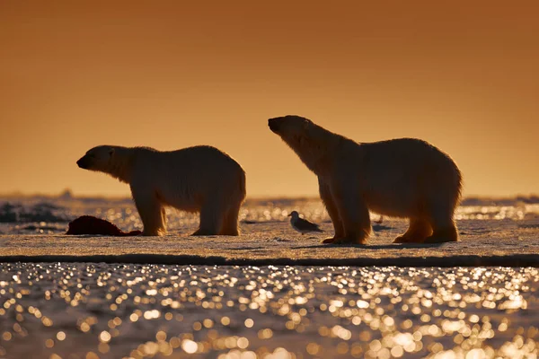 野生动物 两只北极熊在漂浮的冰上 雪以被杀死的海豹 骷髅和血液为食 野生动物斯瓦尔巴 有尸体的贝拉野生动物的天性蓝天蓝云的卡卡斯 — 图库照片