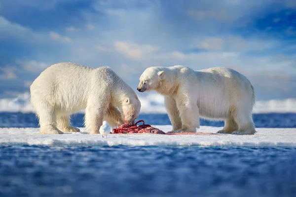 Arctische Dieren Twee Ijsberen Met Gedode Zeehonden Witte Beer Voedt — Stockfoto