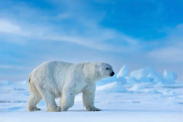 冰上漫步 北极熊在北极 斯瓦拉巴德 — 图库照片