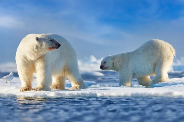 Vida Silvestre Ártica Dos Osos Polares Hielo Deriva Con Nieve — Foto de Stock