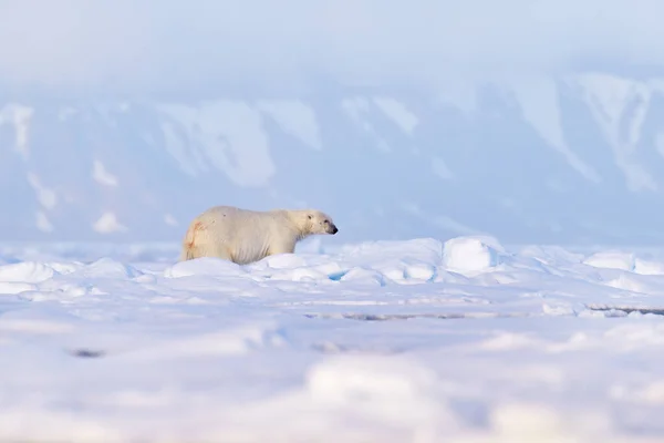 Дика Природа Білий Ведмідь Дрейфуючому Льоду Сніговим Харчуванням Вбитих Тюленях — стокове фото