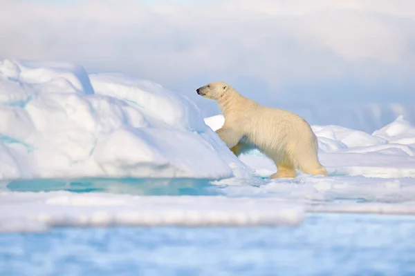 野生动物 北极熊在漂浮的冰与雪喂死海豹 骷髅和血 野生动物斯瓦尔巴 有尸体的贝拉野生动物的天性蓝天蓝云的卡卡斯 — 图库照片