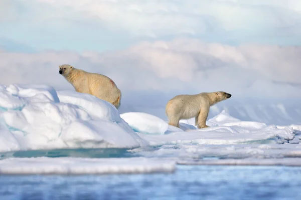 野生动物 北极熊在漂浮的冰与雪喂死海豹 骷髅和血 野生动物斯瓦尔巴 有尸体的贝拉野生动物的天性蓝天蓝云的卡卡斯 — 图库照片