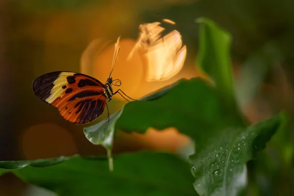 Farfalla Dal Costa Rica Heliconius Ismenius Insetto Sulla Fioritura Dei — Foto Stock