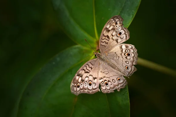 Junonia Atlites Γκρι Πανσές Έντομα Ανθίζουν Στο Φυσικό Περιβάλλον Πεταλούδα — Φωτογραφία Αρχείου