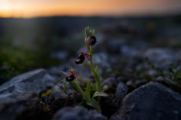 野花在绿色的草地上Ophrys Bertolonii 意大利的一种杂交花 欧洲陆生兰花 自然栖息地 美丽的绽放细节 来自欧洲的春景 — 图库照片