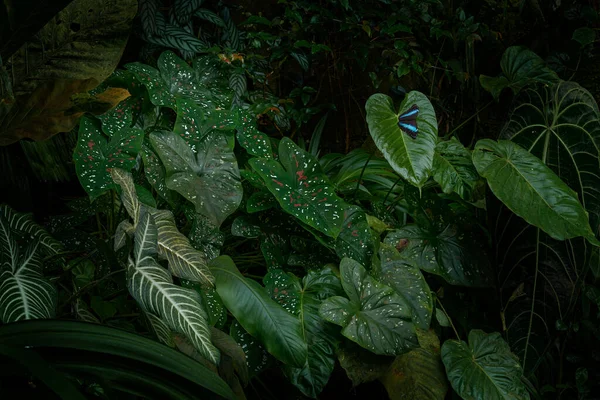 带蝴蝶的热带雨林绿色植被 在巴西热带雨林的自然栖息地 一只黑色的大蝴蝶栖息在黄色的花朵上 — 图库照片
