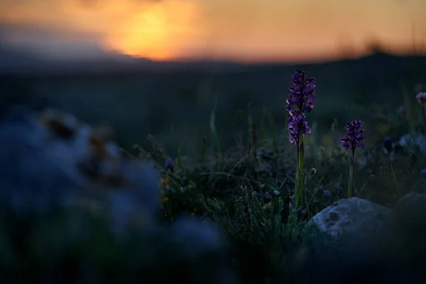 意大利的加尔加诺 绿脉兰花 欧洲陆生兰花 自然栖息地 美丽的绽放细节 来自欧洲的春景 草甸绿地上的野花 — 图库照片