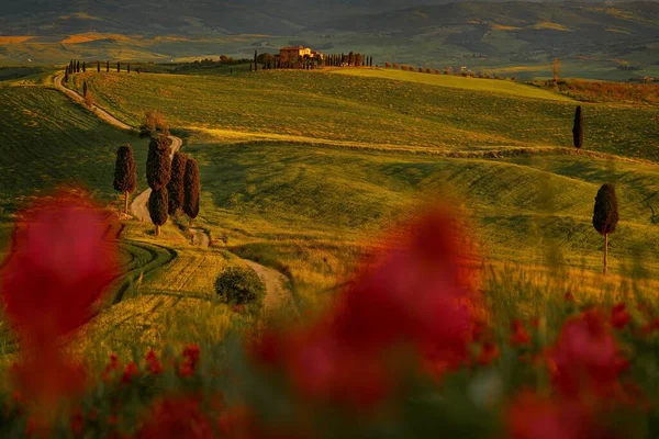 Primavera Flor Paisagem Toscana Perto Siana Pienza Amanhecer Itália Vista — Fotografia de Stock