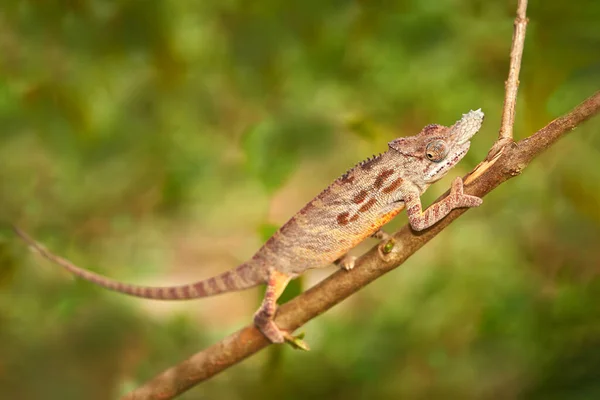 Kisebb Kaméleon Furcifer Minor Faágon Természetes Élőhelyen Ranomafana Endemic Lizard — Stock Fotó