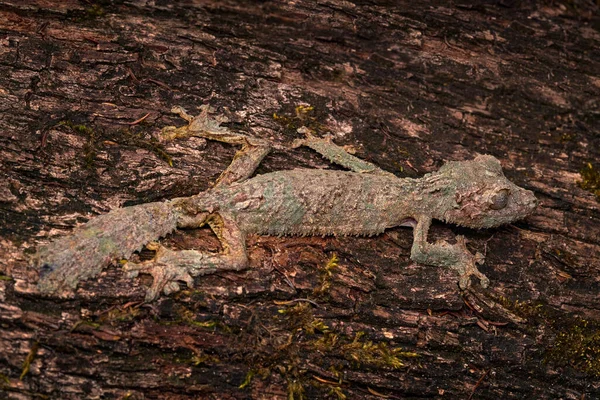 Gekon Liściasty Uroplatus Sikorae Rezerwat Peyrieras Lizaed Środowisku Przyrodniczym Gecko — Zdjęcie stockowe