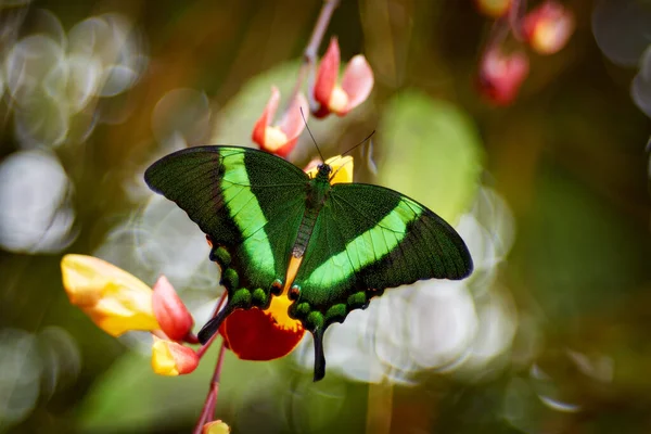 Pillangó Indonéziában Papilio Palinurus Zöld Smaragd Fecskefarkú Pillangó Rovar Virág — Stock Fotó