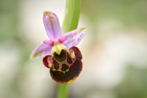 Ophrys Holoserica Holubyana Orchidée Des Abeilles Orchidée Terrestre Européenne Fleurs — Photo