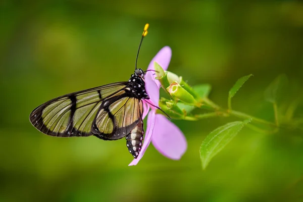 Стеклянная Прозрачная Бабочка Methona Confusa Гигантские Качели Бабочка Сидящая Зеленом — стоковое фото