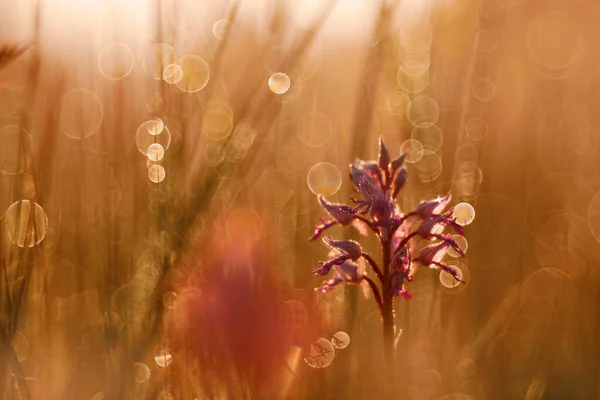 军用兰花 在自然栖息地开花的欧洲陆生野生兰花 盛开的细节 捷克共和国 草丛中的粉红 — 图库照片