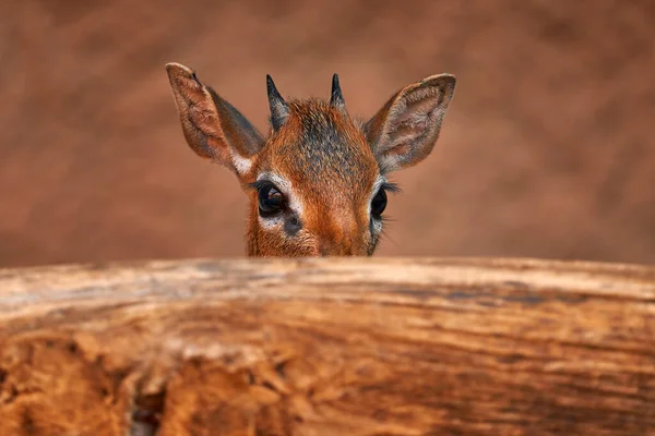 Grote Oog Antilope Verborgen Achter Boomstam Kirk Dik Dik Uit — Stockfoto