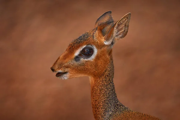 来自肯尼亚Samburu保护区的Kirk堤坝 Anetelope Kirk Dik Dik Madoqua Kirkii 原产于东非的小羚羊的特写大眼睛头像 — 图库照片