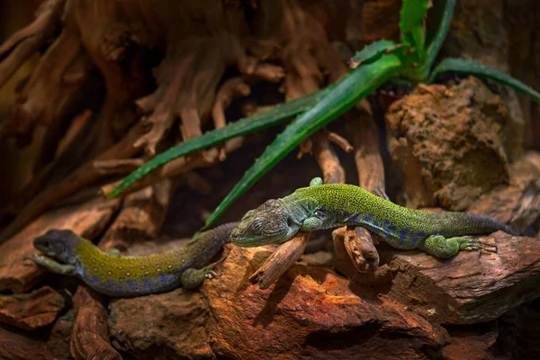 Целюлозна Ящірка Тімон Лепідус Маленька Зелена Синя Ящірка Іспанії Пара — стокове фото