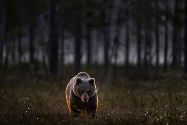 Noc Tajdze Niedźwiedź Ukryty Żółtym Lesie Jesienne Drzewa Niedźwiedziem Piękny — Zdjęcie stockowe