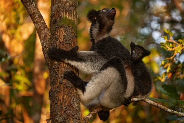 Indri Com Filhote Nas Costas Vida Selvagem Madagascar Babakoto Indri — Fotografia de Stock
