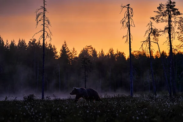 Ніч Тайзі Ведмідь Туманом Захід Сонця Осінні Дерева Ведмедем Красивий — стокове фото