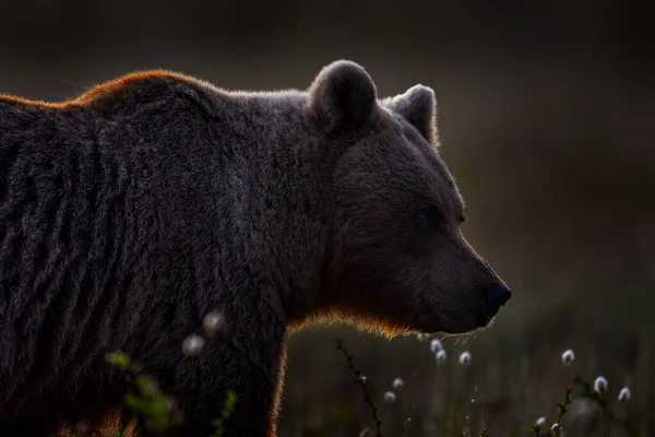 夜のタイガ森のクマの詳細肖像画 クマと綿の草 美しい茶色のクマ湖の周りを歩くと 秋の色 生息地での大きな危険動物 フィンランドの自然からの野生動物のシーン — ストック写真