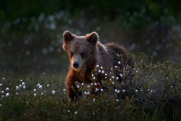 フィンランドの夏のシーズン 綿の草の上にかわいい若い茶色のクマの赤ちゃん 自然の中で母親なしで赤ちゃんを産む失われた ヨーロッパの野生動物 — ストック写真