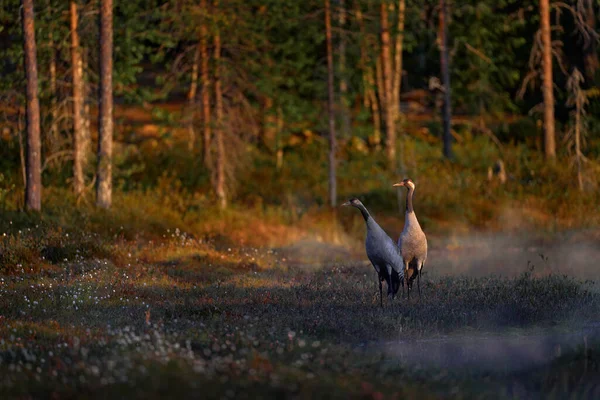 Φινλανδία Άγρια Ζωή Common Crane Grus Grus Ζεύγος Μεγάλο Πουλί — Φωτογραφία Αρχείου