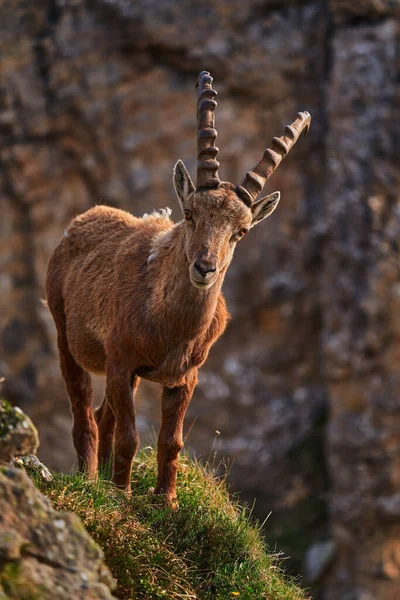 Ibex Niederhornu Švýcarsko Ibex Capra Ibex Rohaté Alpské Zvíře Kameny — Stock fotografie