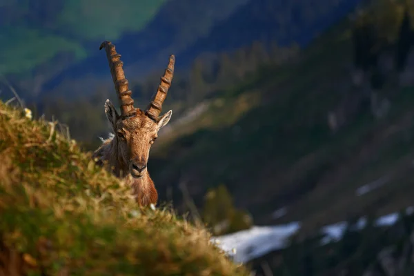 Ibex Niederhorn Switzerland Ibex Capra Ibex Horned Alpine Animal Rocks — Stock Photo, Image