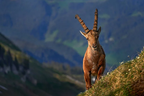 Ibex Niederhorn Ból Svájcból Ibex Capra Ibex Szarvas Alpesi Állat — Stock Fotó
