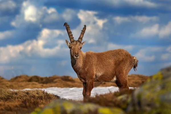 Ibex Niederhorn Szwajcaria Ibex Capra Ibex Rogate Alpejskie Zwierzę Skałami — Zdjęcie stockowe