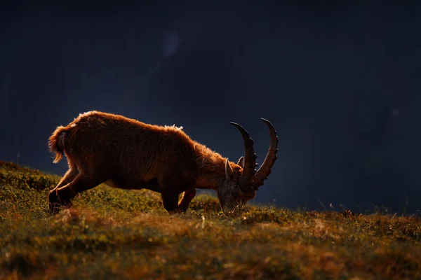 Ibex Niederhorn Suiza Ibex Capra Ibex Animal Alpino Con Cuernos — Foto de Stock