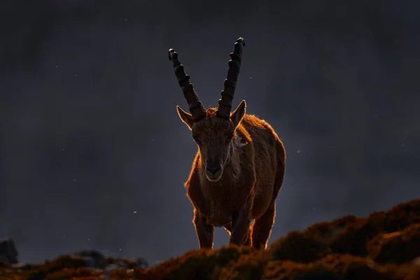 Ibex Niederhorn Ból Svájcból Ibex Capra Ibex Szarvas Alpesi Állat — Stock Fotó