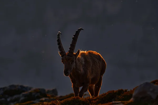 Ibex Niederhorn Suiza Ibex Capra Ibex Animal Alpino Con Cuernos — Foto de Stock