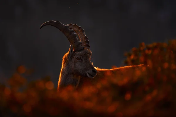 Alp Ibex Puesta Sol Suiza Fauna Ibex Capra Ibex Animal — Foto de Stock