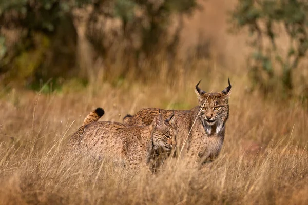 Lince Iberica Con Cucciolo Giovane Lynx Pardinus Gatto Selvatico Endemico — Foto Stock