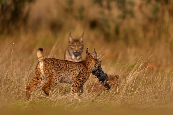 Cachorro Joven Lince Ibérico Lynx Pardinus Gato Salvaje Endémico Península — Foto de Stock