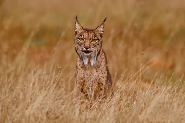 Iberský Rys Lynx Pardinus Divoká Kočka Endemická Pyrenejský Poloostrov Jihozápadním — Stock fotografie