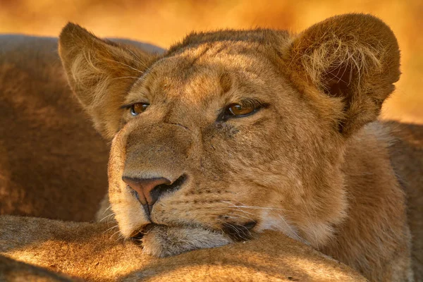 Afryka Dzika Przyroda Słodkie Lwiątko Matką Afrykańskie Zwierzę Niebezpieczeństwo Panthera — Zdjęcie stockowe