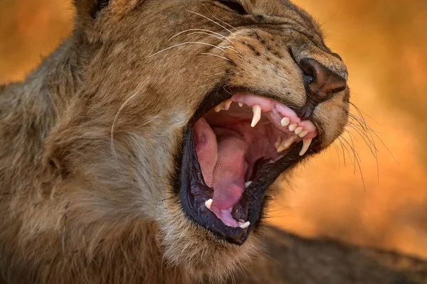 Λιοντάρι Βγάζει Δόντια Του Άνοιξε Ρύγχος Datail Κεφάλι Πορτρέτο Του — Φωτογραφία Αρχείου