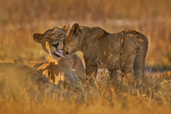África Fauna Lindo Cachorro León Con Madre Animal Peligro Africano — Foto de Stock