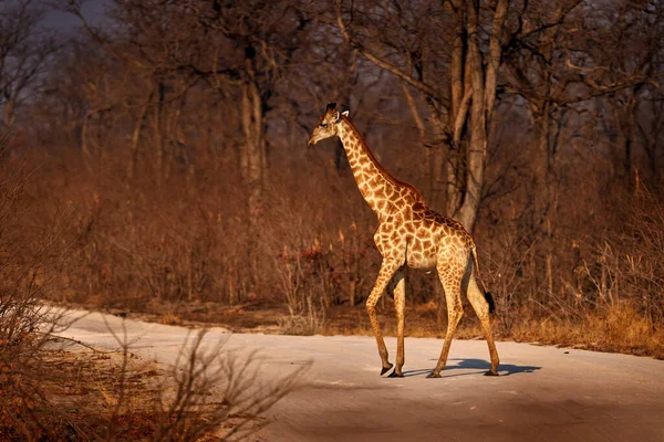Giraff Grusvägen Khwai Botswana Afrika Vilda Djur Stor Lång Hals — Stockfoto