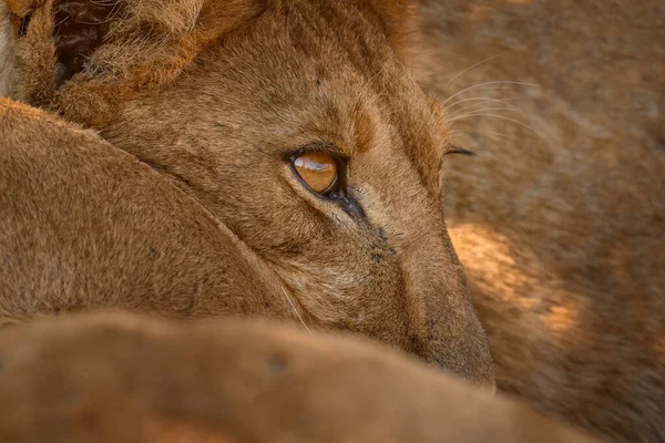 Αφρική Άγρια Ζωή Χαριτωμένο Λιονταράκι Μητέρα Αφρικανική Ζώο Κινδύνου Panthera — Φωτογραφία Αρχείου